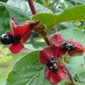 Lonicera ledebourii